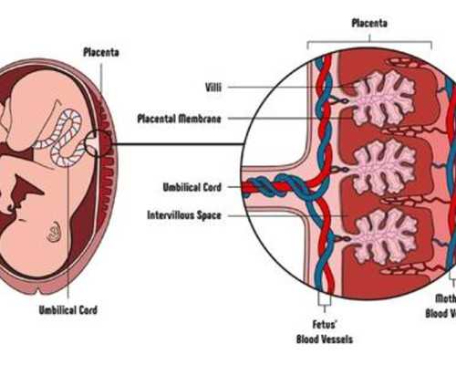 乌克兰借卵生子的费用成功率,女人做试管的最佳年龄段是多少？-南京医院有供