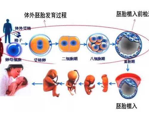 乌克兰代怀产子价格,香港诊所7周验血查胎儿性别准确率全面信息让你一目了然