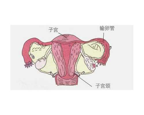 乌克兰代生一个孩子要多少钱啊,试管婴儿生化妊娠原因是什么_上海正规供卵试