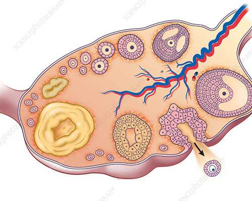 乌克兰代孕网套餐,子宫有问题可以做试管婴儿吗?_第一次照B超怀孕可以用医保